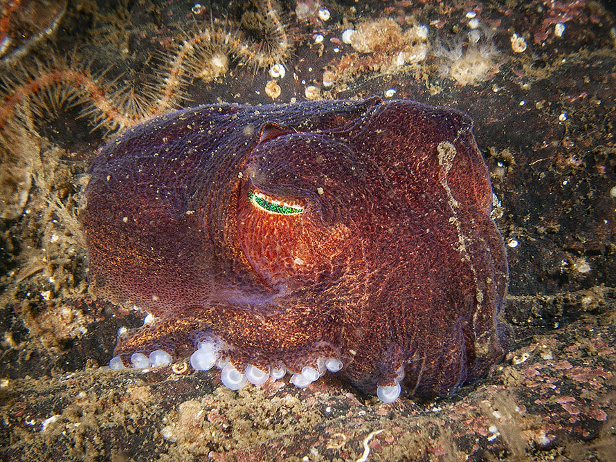Rossia macrosoma
